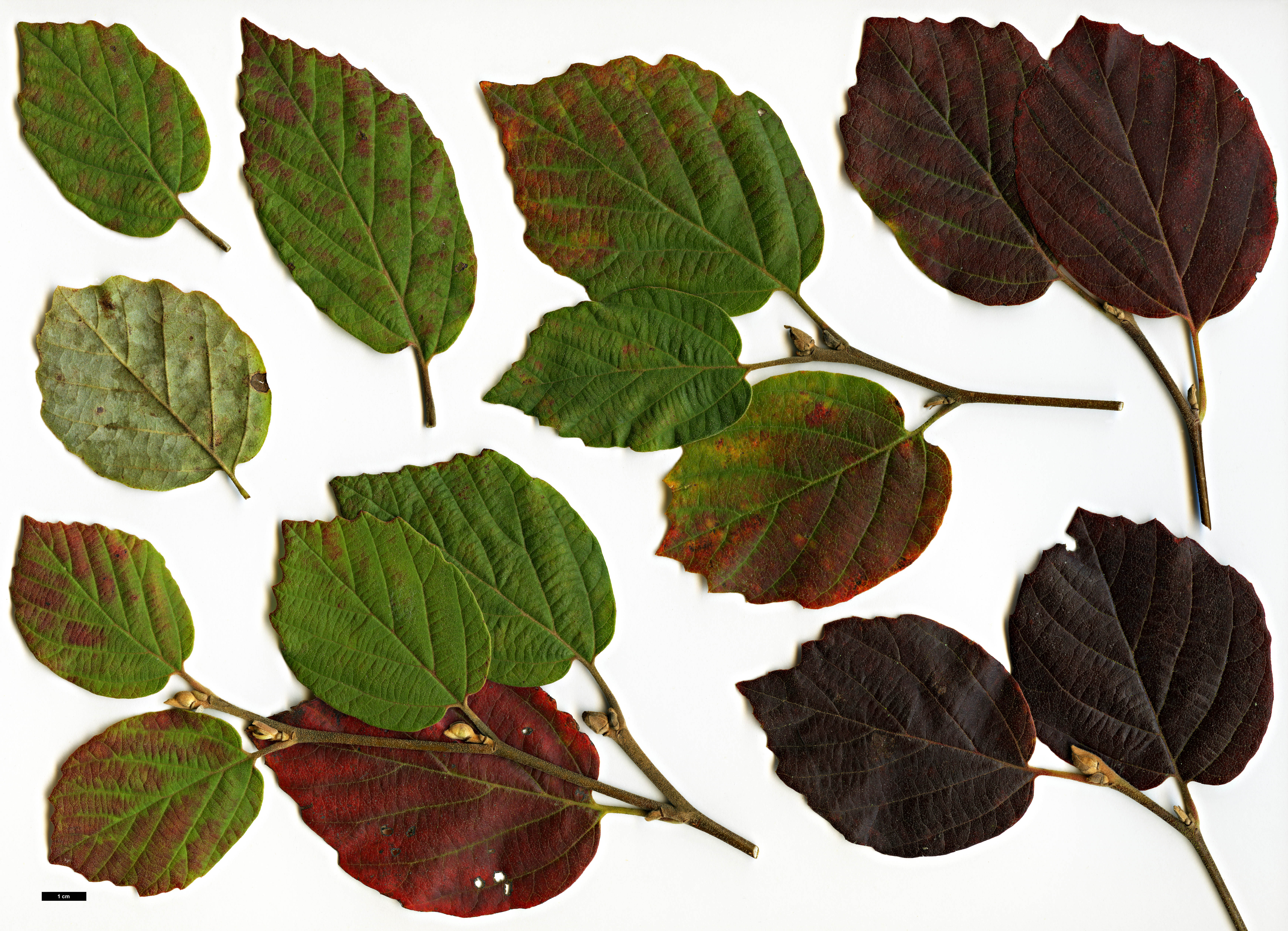 High resolution image: Family: Hamamelidaceae - Genus: Fothergilla - Taxon: ×intermedia - SpeciesSub: 'Beaver Creek'